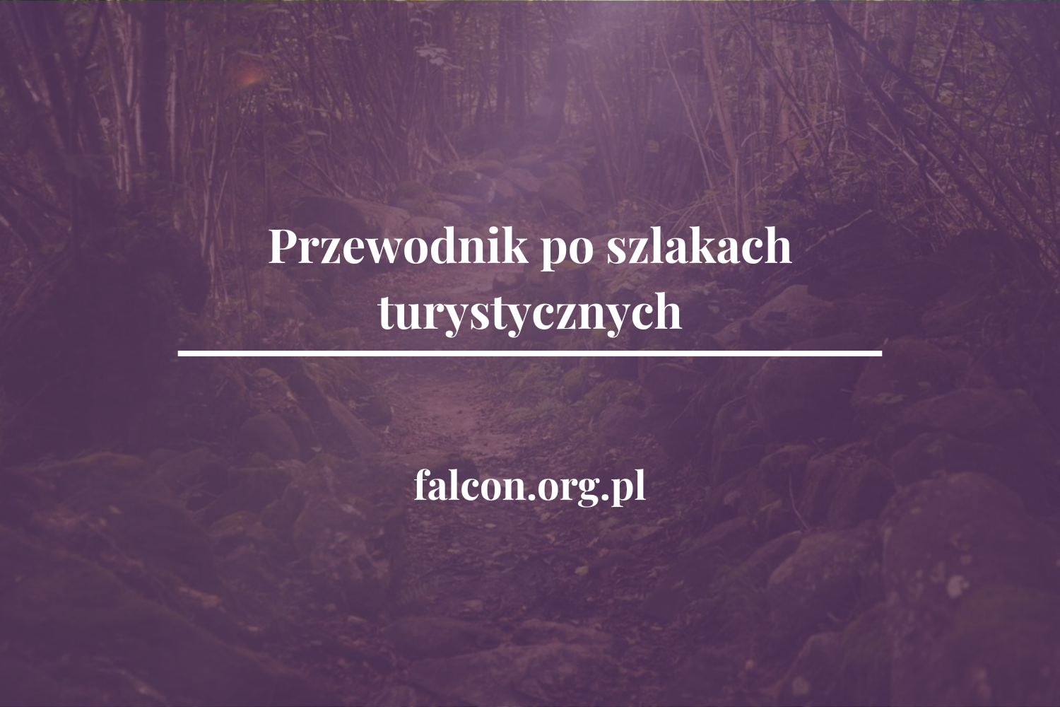 edycja_2_falcon
